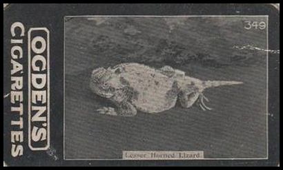 349 Lesser Horned Lizard